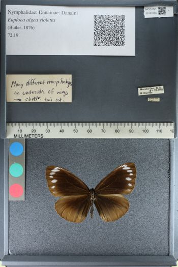 Media type: image;   Entomology 161055